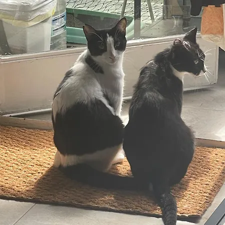 A Tiny Bright Space - Shared With 3 Cats * Malaga