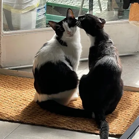 A Tiny Bright Space - Shared With 2 Cats * Málaga