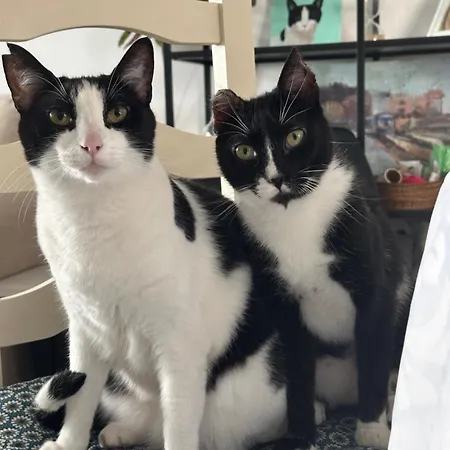 A Tiny Bright Space - Shared With 3 Cats Homestay *