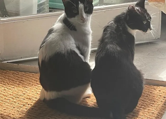 A Tiny Bright Space - Shared With 3 Cats * مالقة