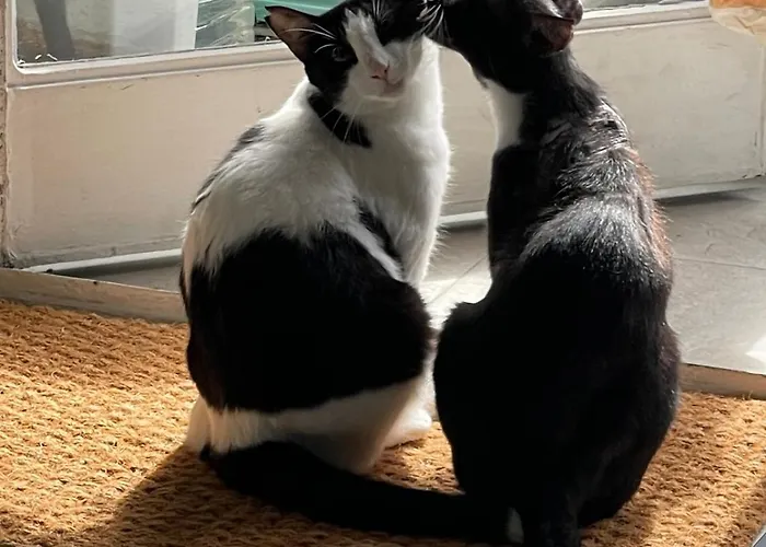 A Tiny Bright Space - Shared With 3 Cats * مالقة
